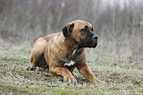 CANE CORSO 758
